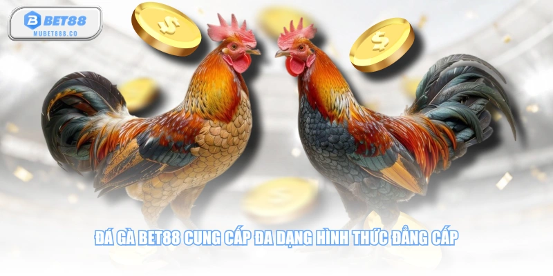 Đá gà BET88 cung cấp đa dạng hình thức đẳng cấp
