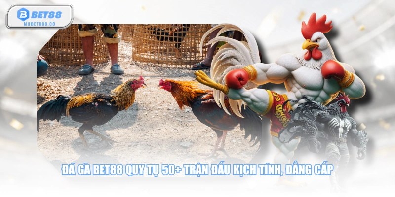 Đá gà BET88 quy tụ 50+ trận đấu kịch tính, đẳng cấp