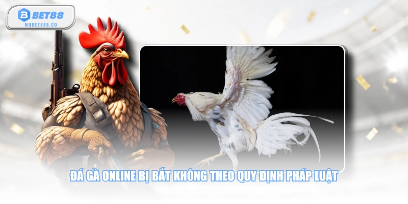 Đá gà online bị bắt không theo quy định pháp luật