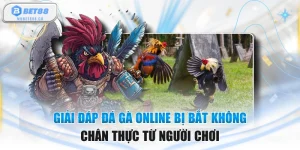 Giải Đáp Đá Gà Online Bị Bắt Không Chân Thực Từ Người Chơi