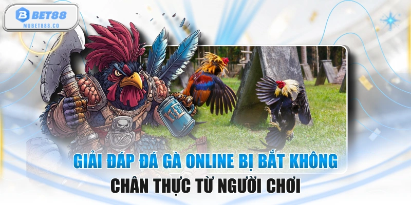 Giải Đáp Đá Gà Online Bị Bắt Không Chân Thực Từ Người Chơi