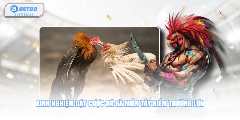 Kinh nghiệm đặt cược đá gà miền Tây kiếm thưởng lớn