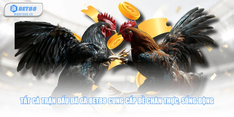 Tất cả trận đấu đá gà BET88 cung cấp đề chân thực, sống động
