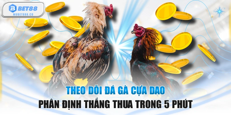 Theo Dõi Đá Gà Cựa Dao Phân Định Thắng Thua Trong 5 Phút