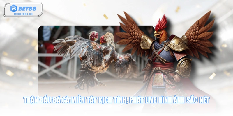 Trận đấu đá gà miền Tây kịch tính, phát live hình ảnh sắc nét