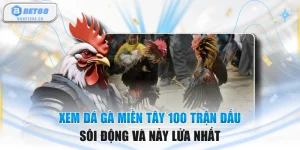 Xem Đá Gà Miền Tây 100 Trận Đấu Sôi Động Và Nảy Lửa Nhất