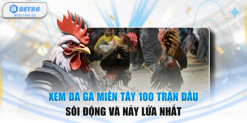 Xem Đá Gà Miền Tây 100 Trận Đấu Sôi Động Và Nảy Lửa Nhất